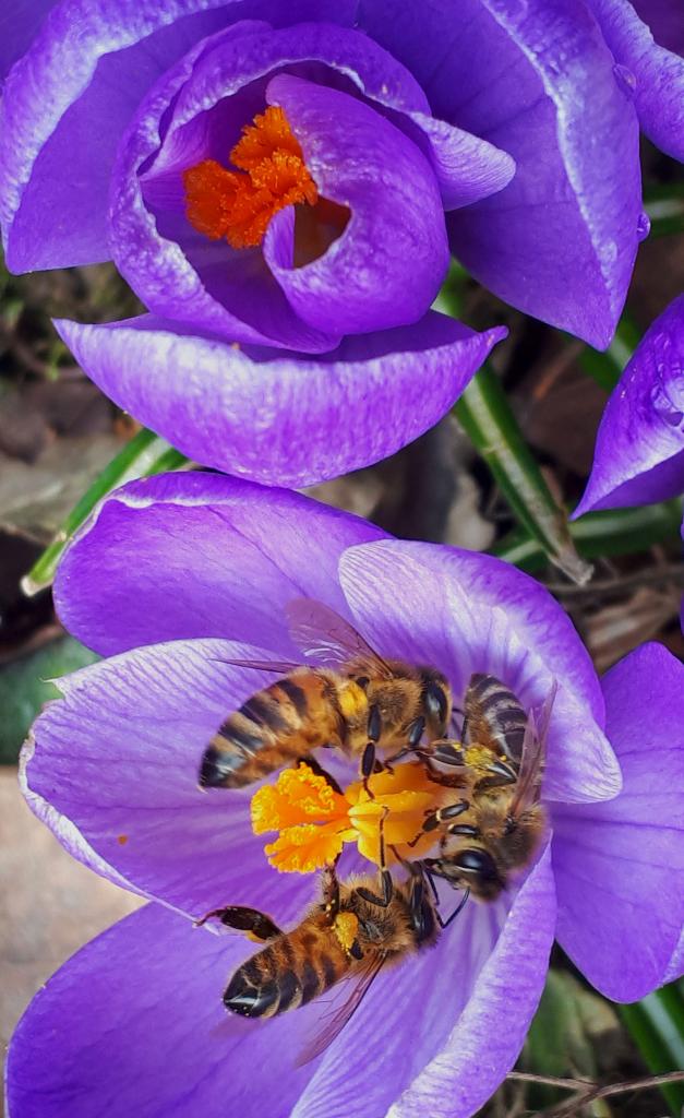 pszczoły w kriokusie