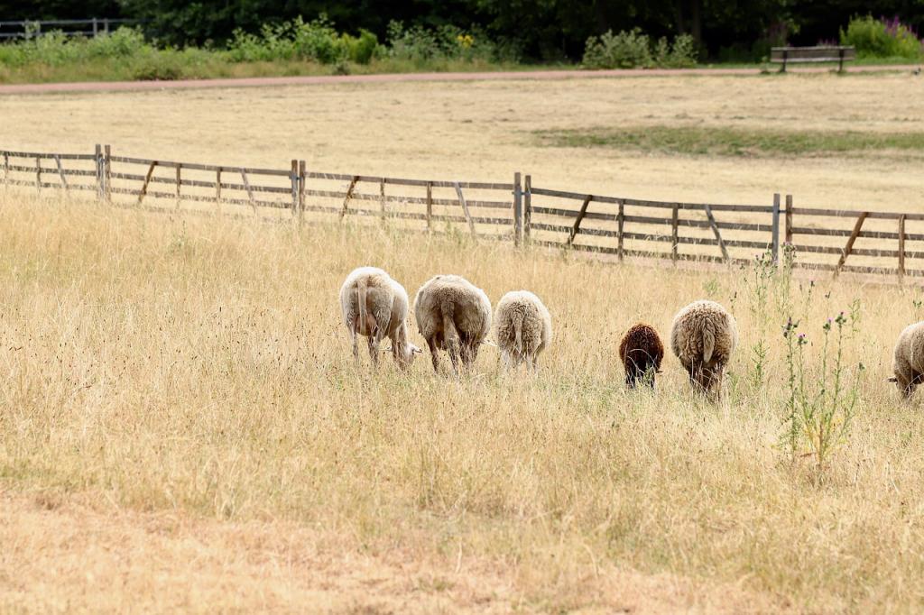 owce na wypalonej słońcem trawie. Fot. Pixabay