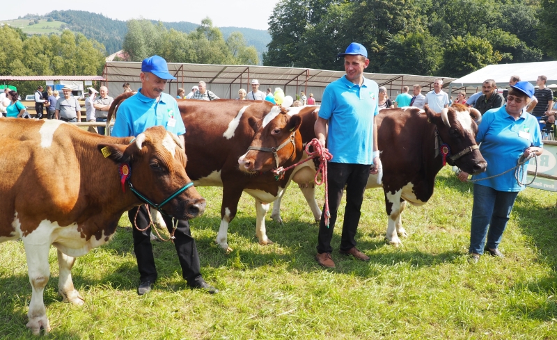 Agropromocja 2016 - konkurs krów mlecznych