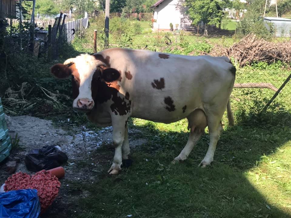 Krowy pod Urzędem Gminy w Łabowej, fot. UG Łabowa 