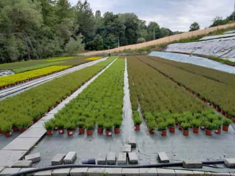 Tylko tam znajdziesz ogrodnicze nowości i unikatowe rośliny. AGRO Nawojowa 2022 