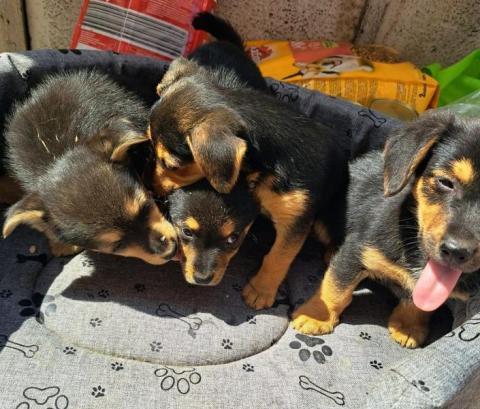 Cztery puchate psie kuleczki czekają na adopcję. Daj im dom!