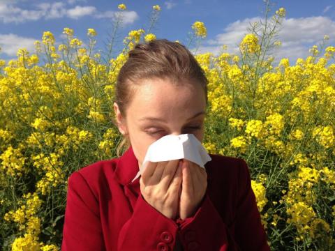 Dla alergików zaczyna się trudny czas. Zobacz kalendarz pylenia roślin