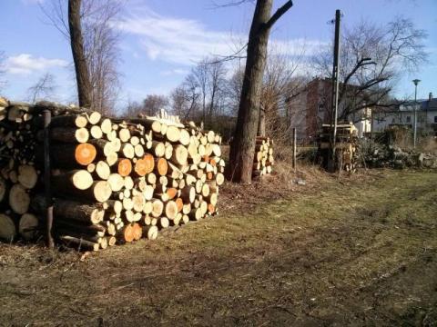Wycinają dziesiątki drzew na Gorzkowie! To już pogrom [ZDJĘCIA]