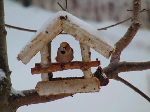 Trwa zimowe ptakoliczenie. Które ptaki są najczęstszymi gośćmi karmników?