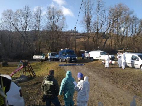 Ptasia grypa w gminie Chełmiec. Wybili blisko 8 tysięcy kur 