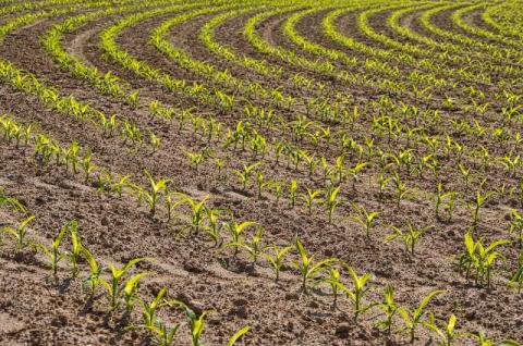 Francuski plan wsparcia ekologicznego rolnictwa 