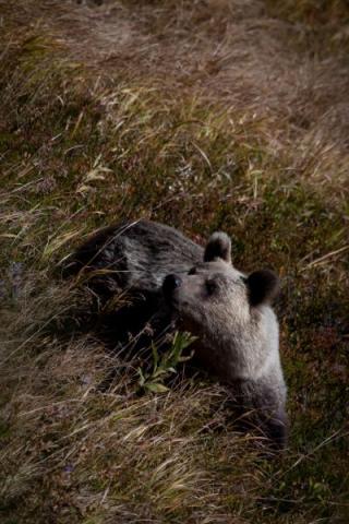 Niedźwiedź ugryzł staruszka w Tatrach, bo nie chciał zdjęcia? TPN podaje fakty