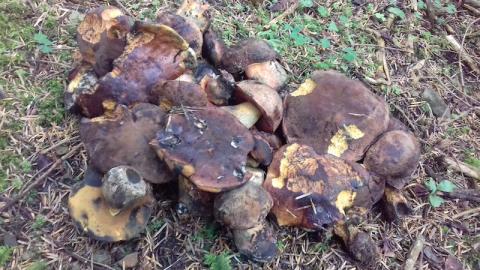 Grzybobranie czas zaczynać, w sądeckich lasach pojawiły się pierwsze grzyby