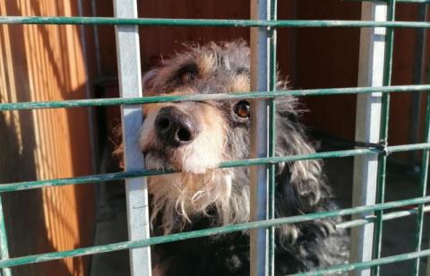 Nie kupuj, adoptuj, pomagaj! Rusza 5 edycja akcji pomocy dla psów