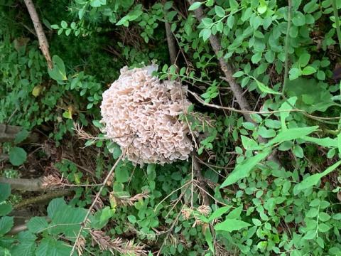 Wygląda może trochę dziwnie, ale ten grzyb jest jadalny. Znacie go?