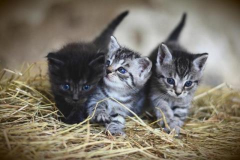 Główny Inspektor Weterynarii wydał zalecenia dla właścicieli i opiekunów kotów