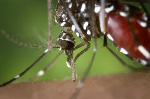 Można umrzeć od ich ukąszenia. Demoniczne komary w Nowym Sączu? [ZDJĘCIA]