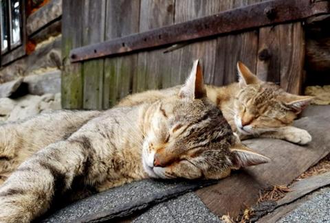 „Kultowe” koty z zamkniętej chatki pod Niemcową pilnie potrzebują pomocy