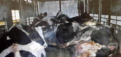 Dwie tony mięsa z chorych i padłych krów trafiło na Sądecczyznę