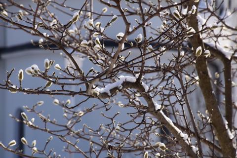 W górach śnieżnie i mroźno, a drzewko magnolii ma pąki...