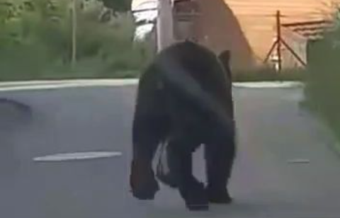 Niedźwiedź spacerował po Nowym Sączu! Kolejne sygnały od mieszkańców [WIDEO]