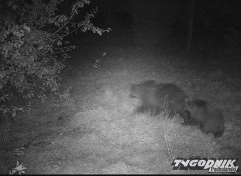 Niedźwiedzie znowu dały o sobie znać. Drapieżniki spacerują w pobliżu domów [ZDJĘCIA]