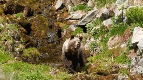 To już szturm niedźwiedzi na nasze Beskidy. Kolejny misiek buszował po turystycznym szlaku. Dał się sfilmować 