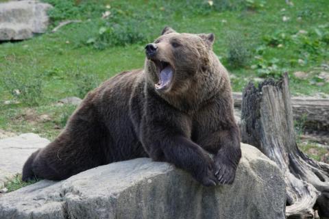 Kiedy niedźwiedzie zapadają w sen zimowy? Tego mogliście nie wiedzieć [QUIZ]
