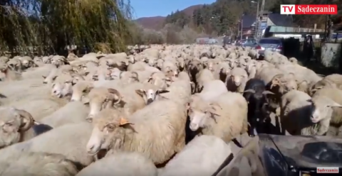 Rytro: gdzie te owce tak pędzą? [WIDEO]