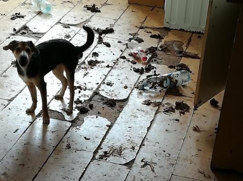 Psy z mieszkania eksmitowali, fekalia zostały jeszcze na kolejne trzy dni… 