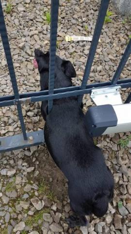 Pies utknął w bramie w Nawojowej