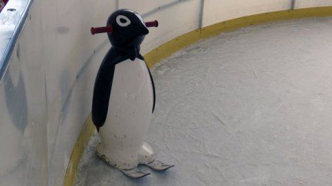 Chełmiec: Panie wójcie, do pełni szczęścia potrzebne nam pingwiny!