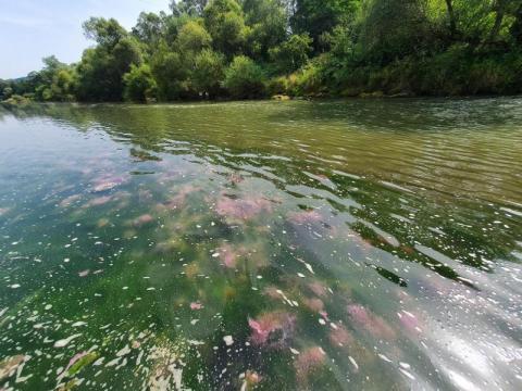 Śnięte ryby i różowe glony. Toksyczne algi w rzekach naszego regionu?