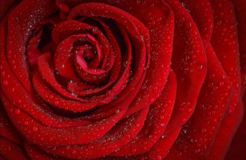 Zanim wręczysz kwiat na Walentynki, sprawdź jego znaczenie