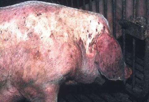 tak wygląda świnia chora na ASF