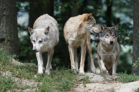 Horror pod Limanową. Watahy wilków podchodzą pod domy