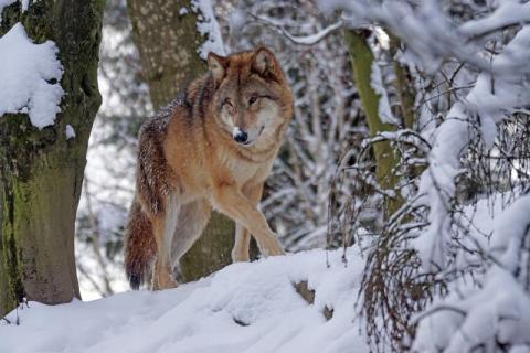Wygłodniałe wilki podchodzą blisko domów pod Nowym Sączem. Czy trzeba się bać? 