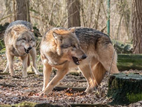 Wilki grasują w Słowikowej i Siedlcach. Zagryzły dwa psy tuż przy domach