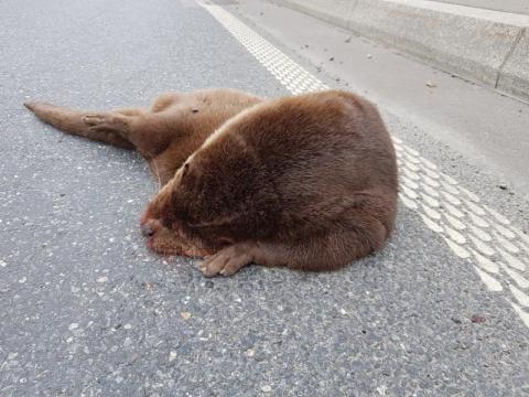 Makabra: śmiercią wydra zapłaciła za nasze cywilizacyjne wygody [WIDEO]