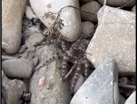 Wielki pająk z Nowego Sącza przeraził mieszkańców! Dyskusja cały czas trwa [WIDEO]
