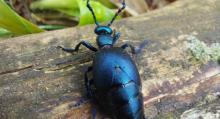 Śmiertelne zagrożenie w lasach. Te chrząszcze nie są „lepsze” od kleszczy!