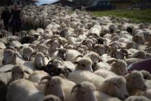 Jesienny redyk w Szczawnicy. Tysiące owiec przeszło przez miasto [ZDJĘCIA]