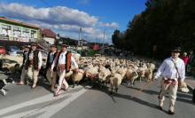 Czterysta owiec przeszło z Jazowska do Obidzy. Tłumy mieszkańców i turystów na jesiennym redyku [FILM, ZDJĘCIA]