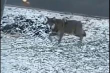 W gminie Korzenna pojawiły się wilki. Jednego z nich nagrali mieszkańcy [FILM] 