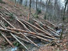 Piwniczna-Zdrój: tę „dewastację” lasu zawsze zatwierdza minister środowiska