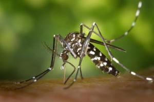 Zaatakują nas niezwykle niebezpieczne komary? Zaczyna się robić się groźnie. 